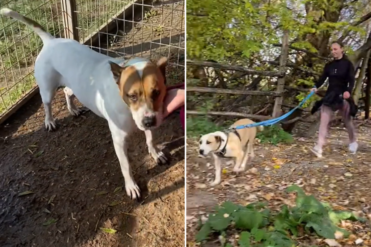 Rescue dogs at adoption event