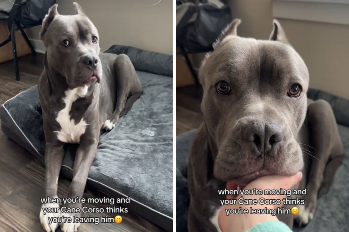 Sad Cane Corso in bed