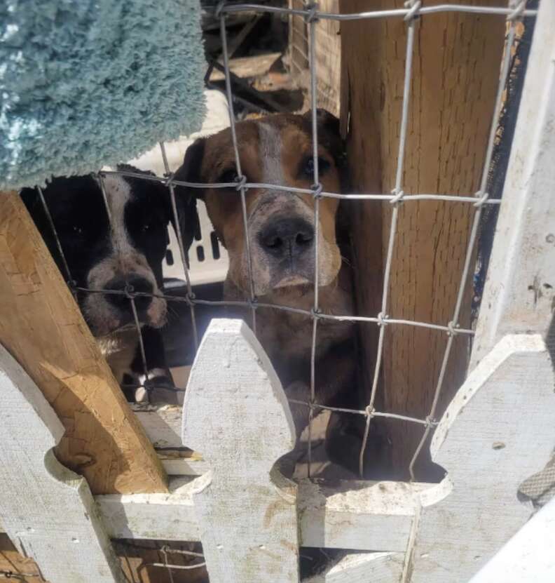 two dogs behind fence 