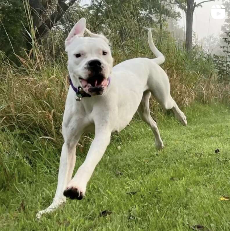 White dog jumping through grass