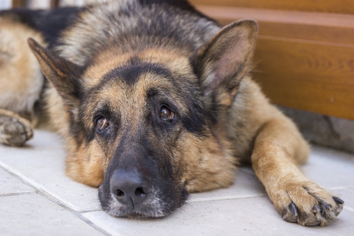 senior dog lays on the floor