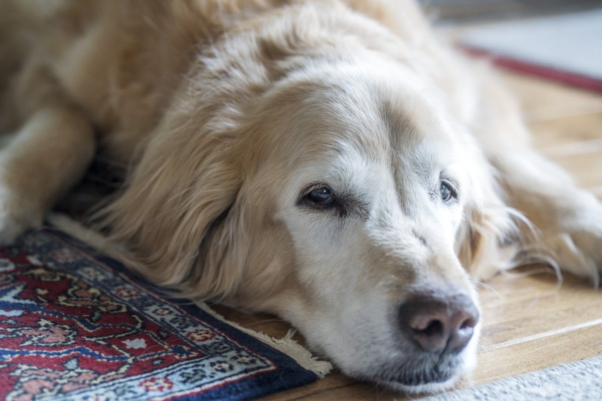 Senior golden retriever laying on a floor.