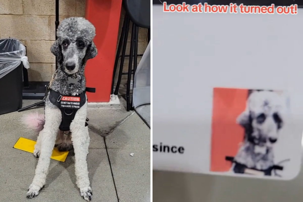 Service dog gets Costco card