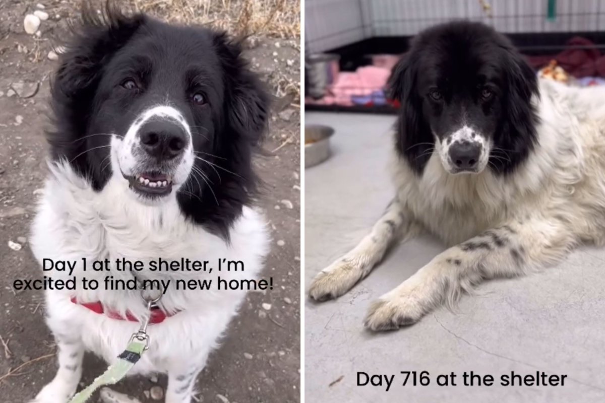 Shelter dog's face after years