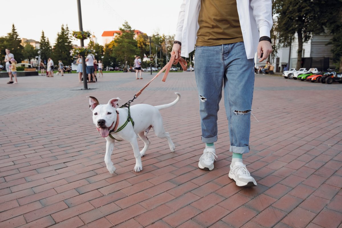 Staffordshire Bullterrier 