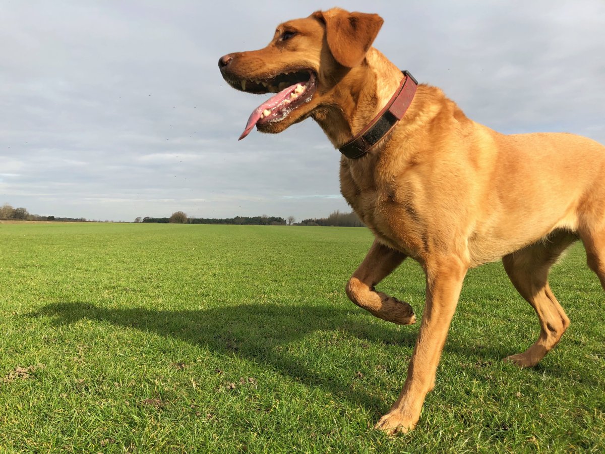 Stock image of dog limping.