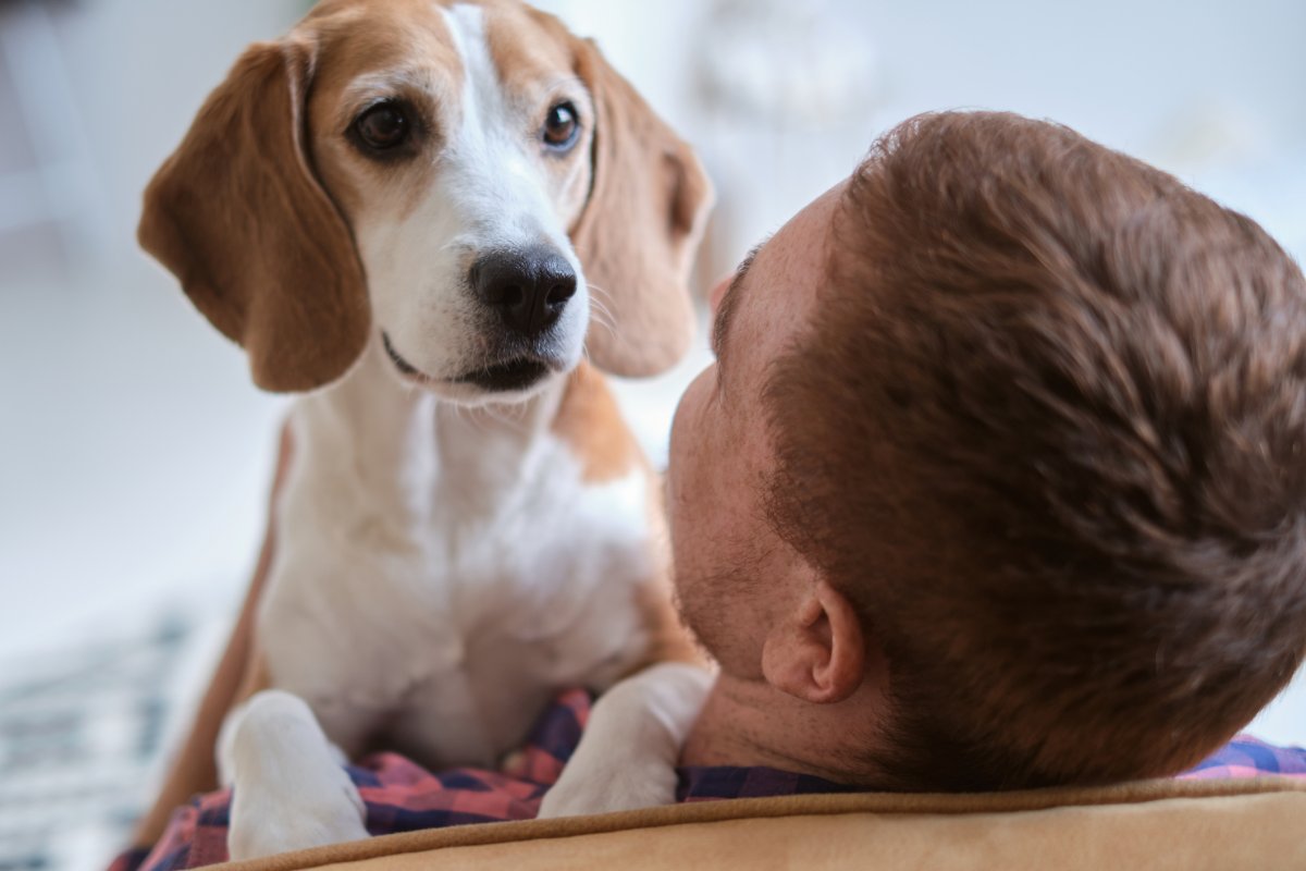 Stock image of dog lying on owner.