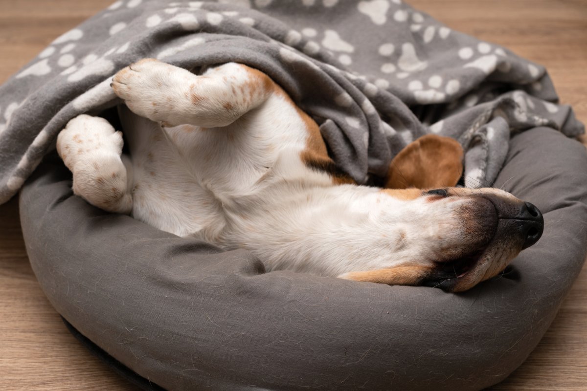 Stock image of dog sleeping.