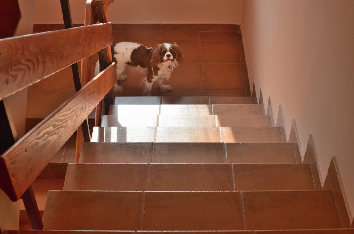 Stock image of dog on stairs.