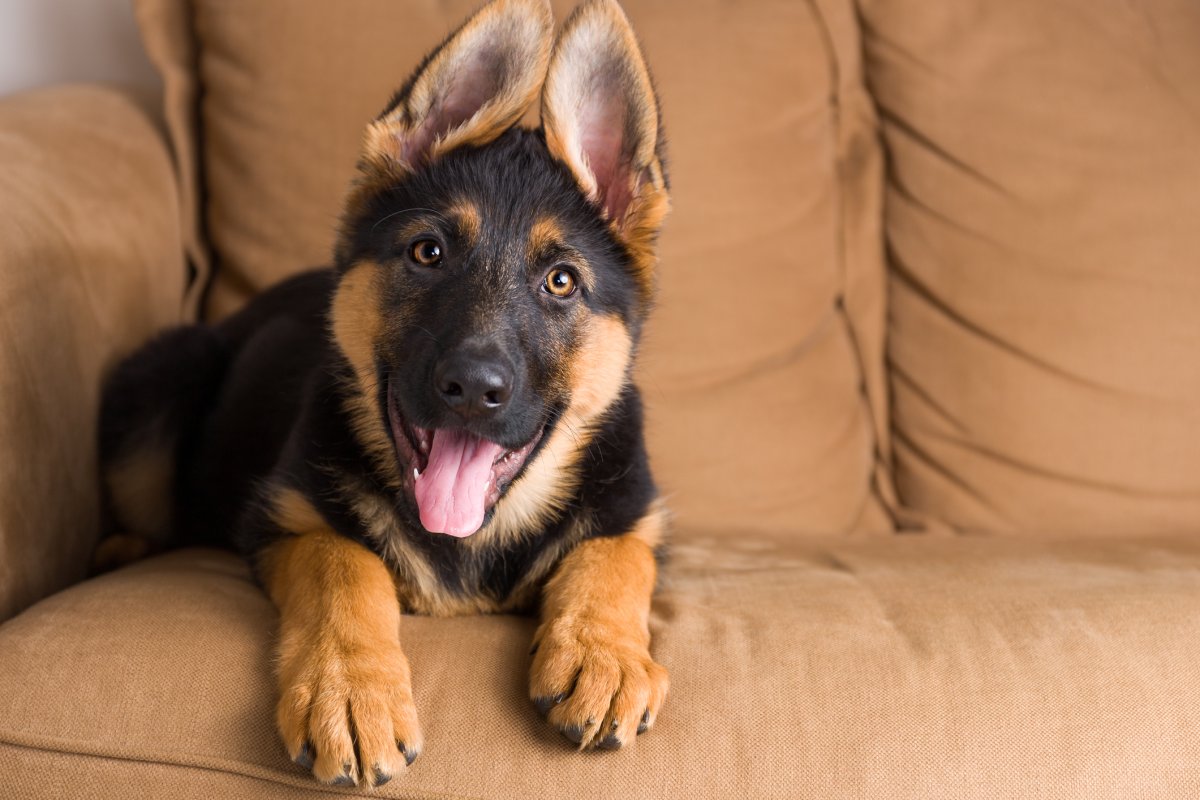 Stock image of German Shepherd. 