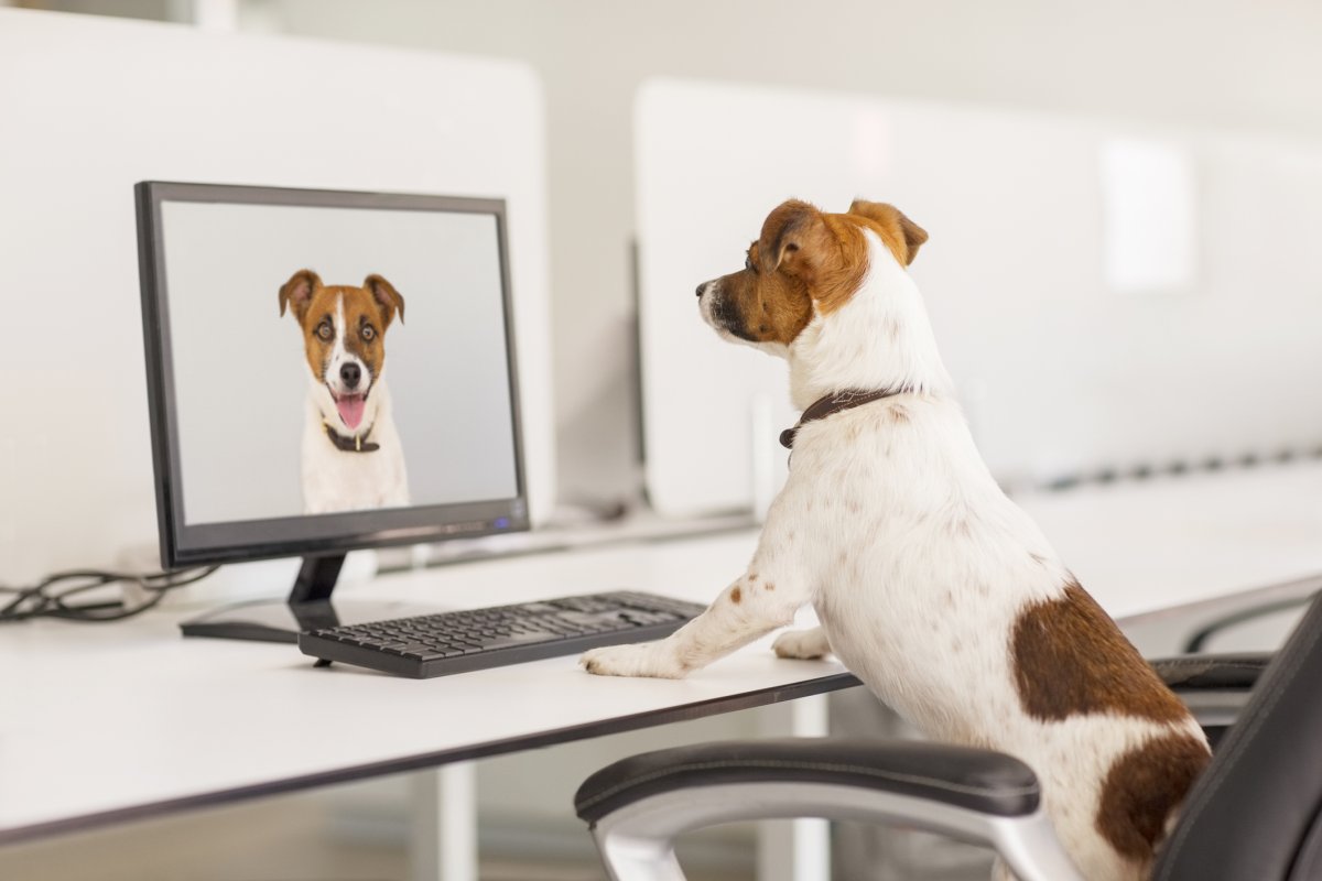 Stock image of Jack Russell Terrier.