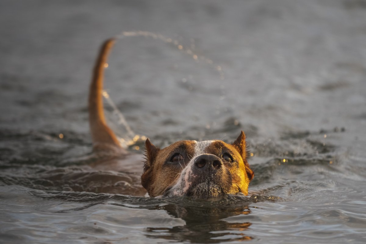 woman fears dog is drowning- he isn't