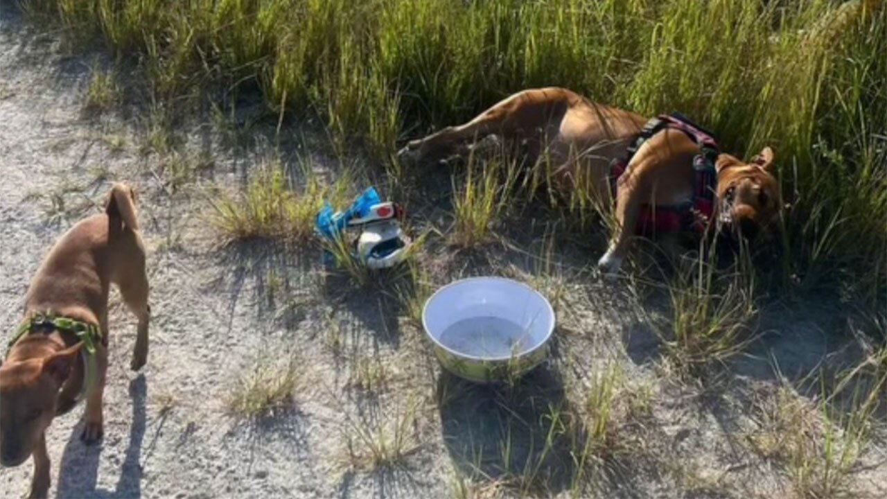 Mella and Rocky were found abandoned along a dirt road in Jupiter Farms.