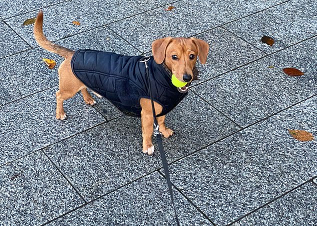 Bobby the Dachshund-Jack Russell (pictured) was allegedly thrown by the chihuahua owner following an altercation outside a luxury development
