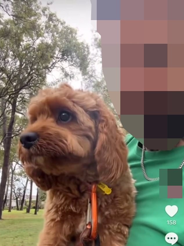 The dog walker filmed himself deliberately dropping a client's pet Doodle while he took the pooch for a walk (pictured) before the video of the incident was posted to TikTok