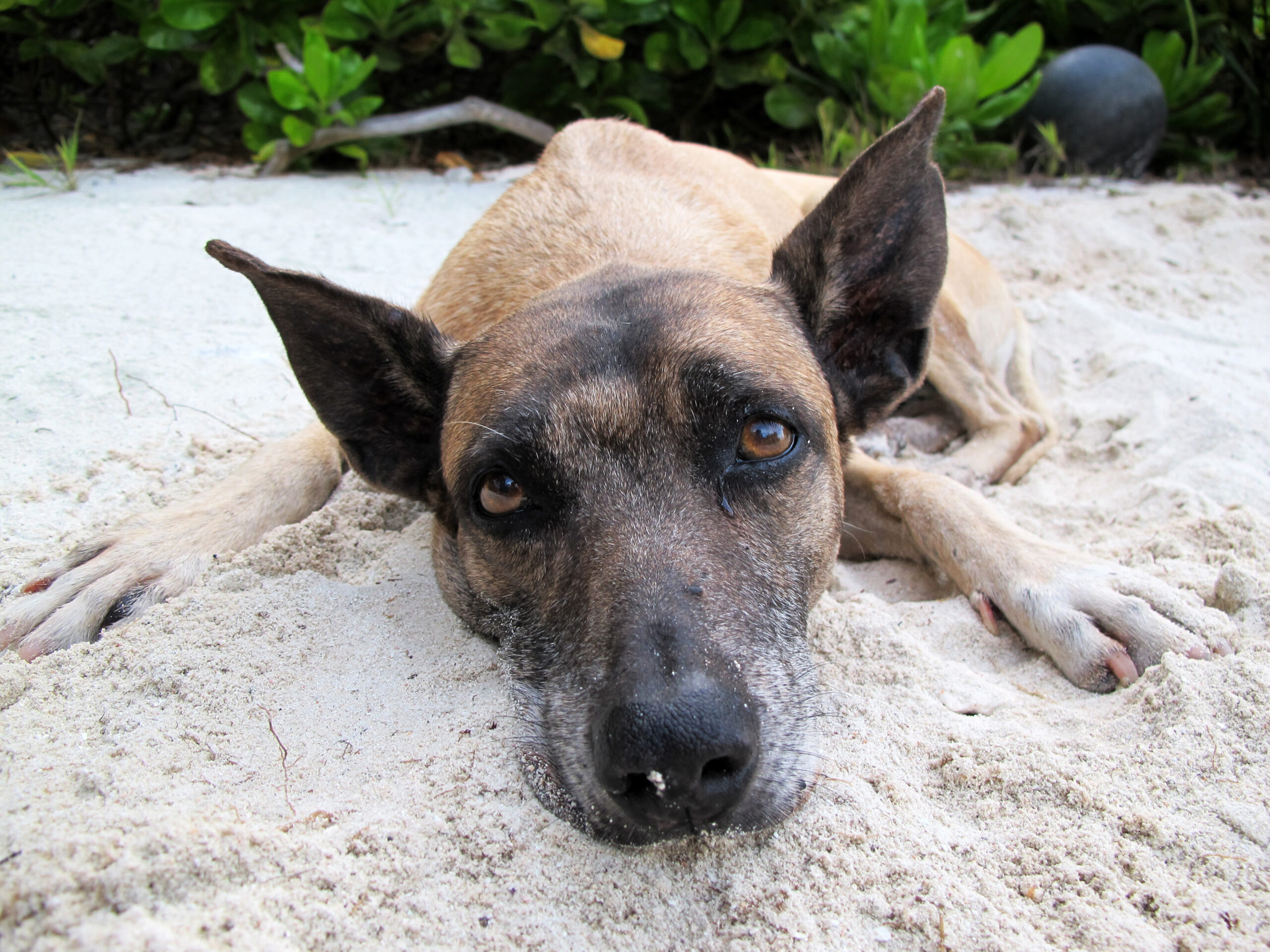 Dadu the shark-hunting dog