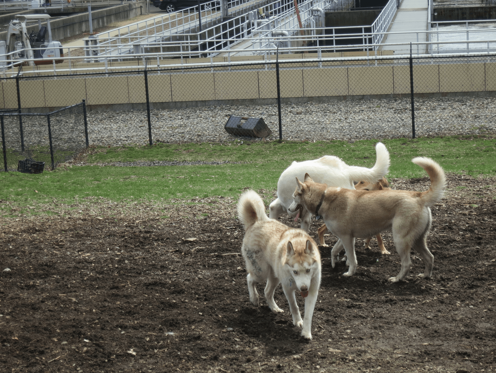 Grass Island Dog Park