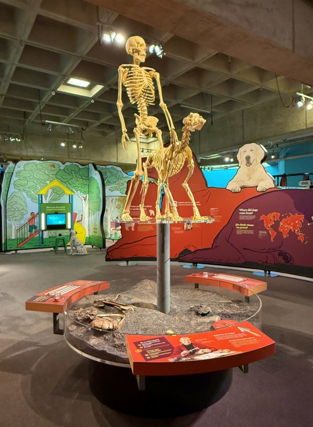 Remains of a human and a domesticated dog are on display in 