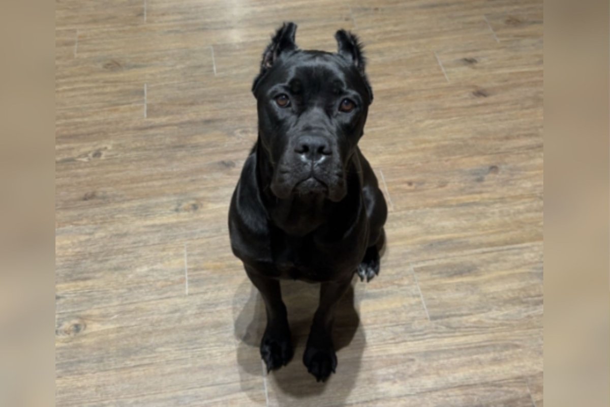 black Cane Corso sitting 