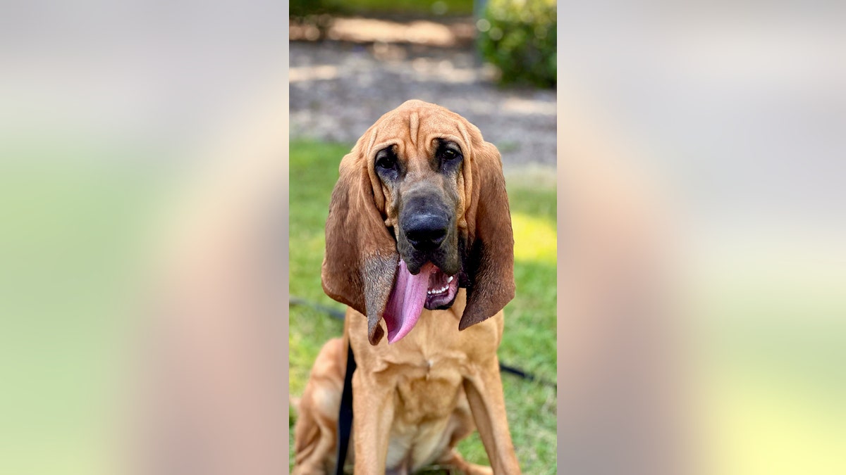 Bo the law enforcement dog