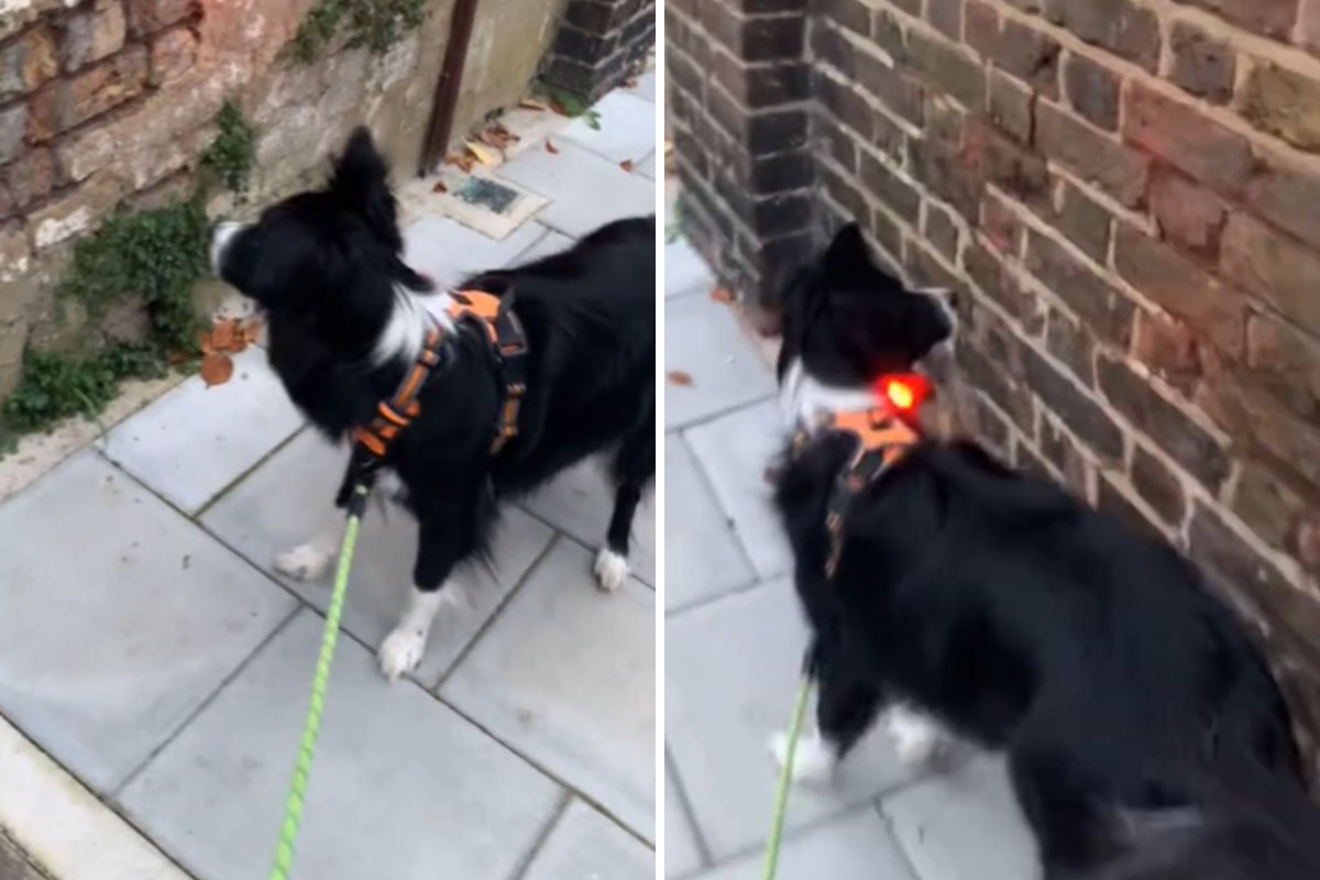 Border collie confused on walk