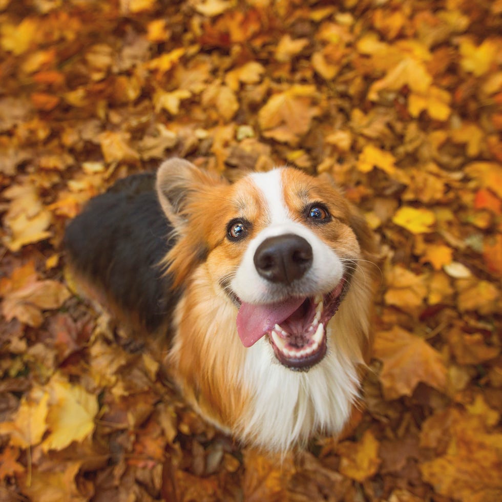 can dogs eat cranberries