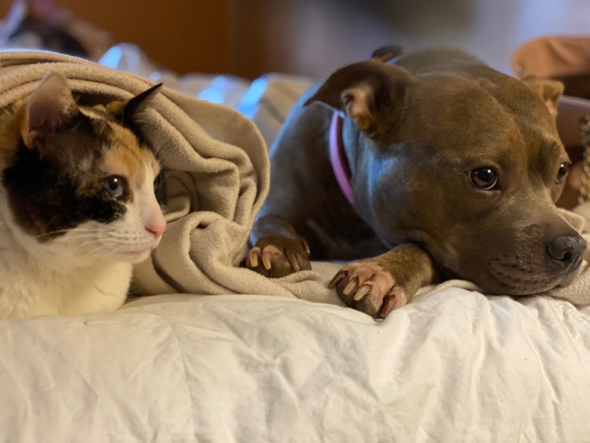 Cat and dog together