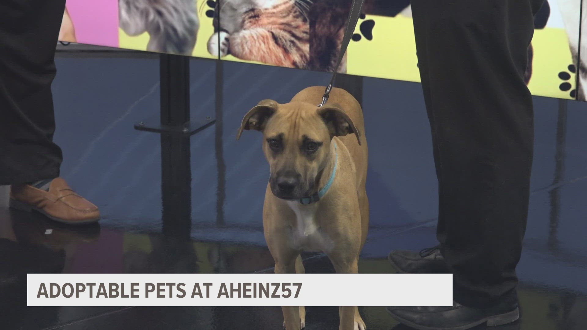 Shaun Soetmel with AHeinz57 Pet Rescue & Transport joins Local 5 at Midday to discuss everything you need to know about fostering or adopting a pet. 