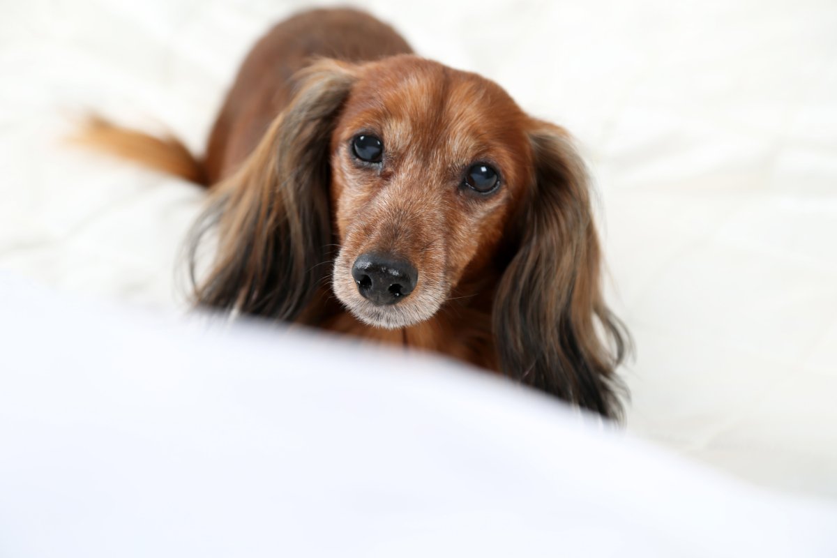 dachshund on the bed