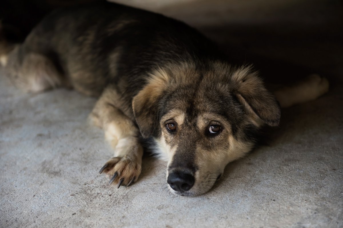 Dog appearing sad on a floor.