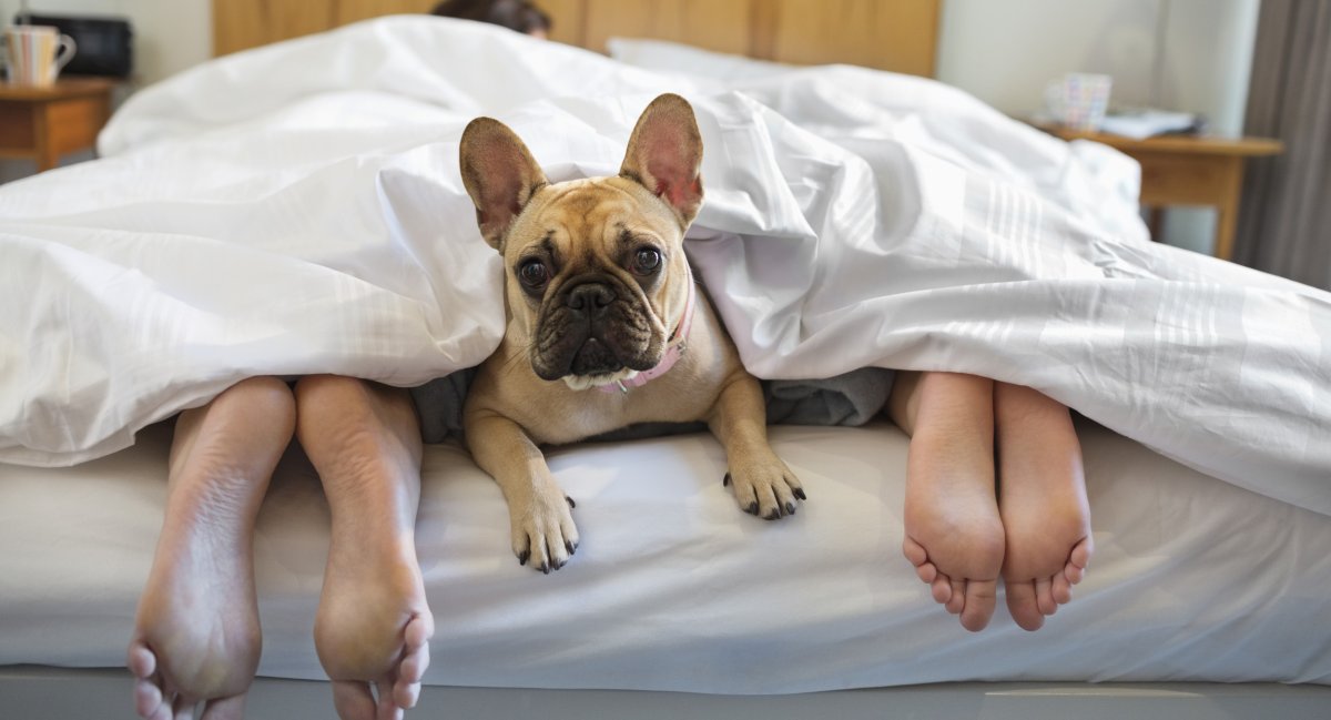 Dog In Bed Between Man And Woman