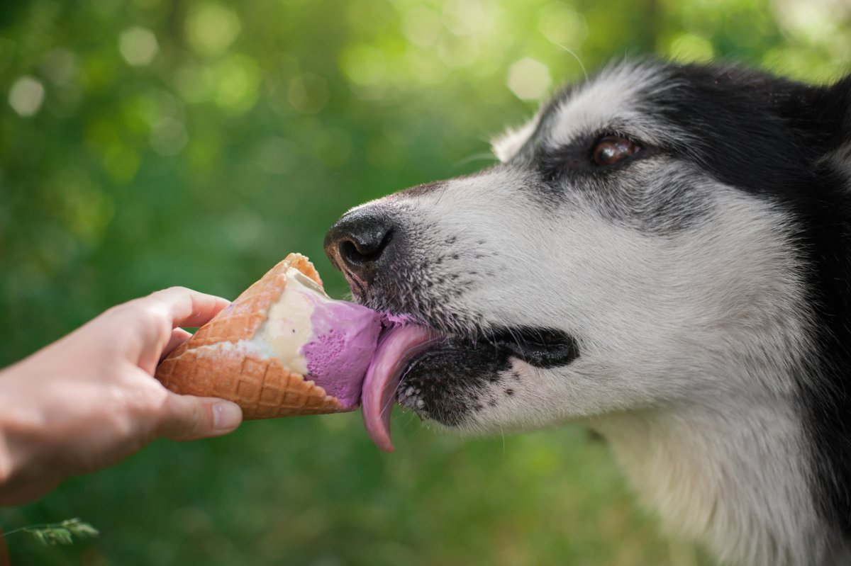 dog eating ice cream