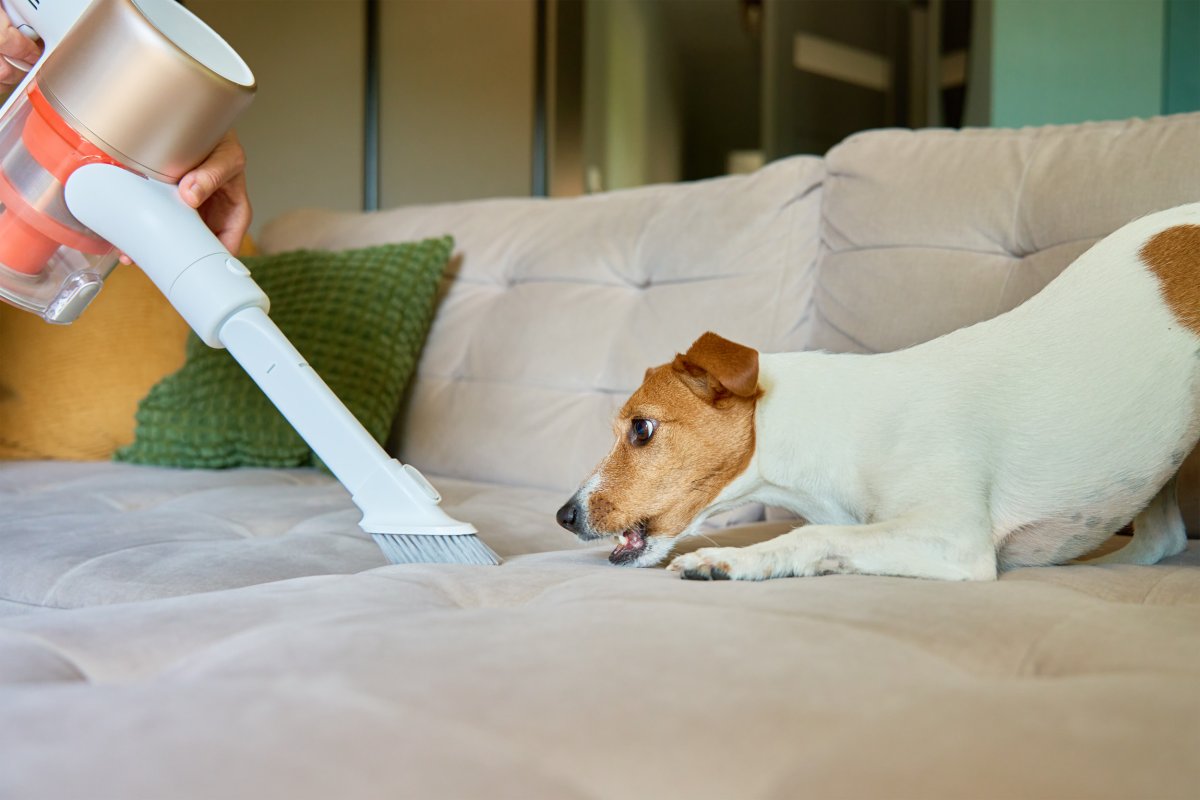 dog fights vacuum cleaner