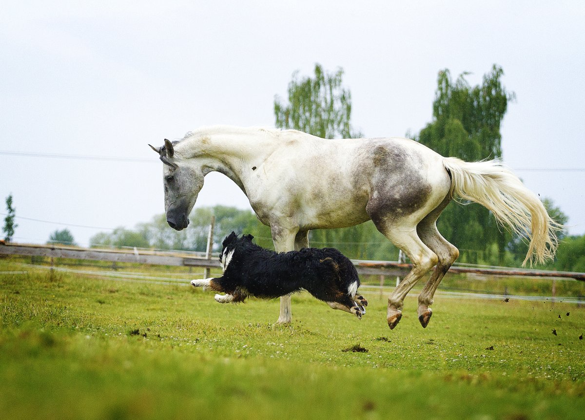 Dog and horse running across field.