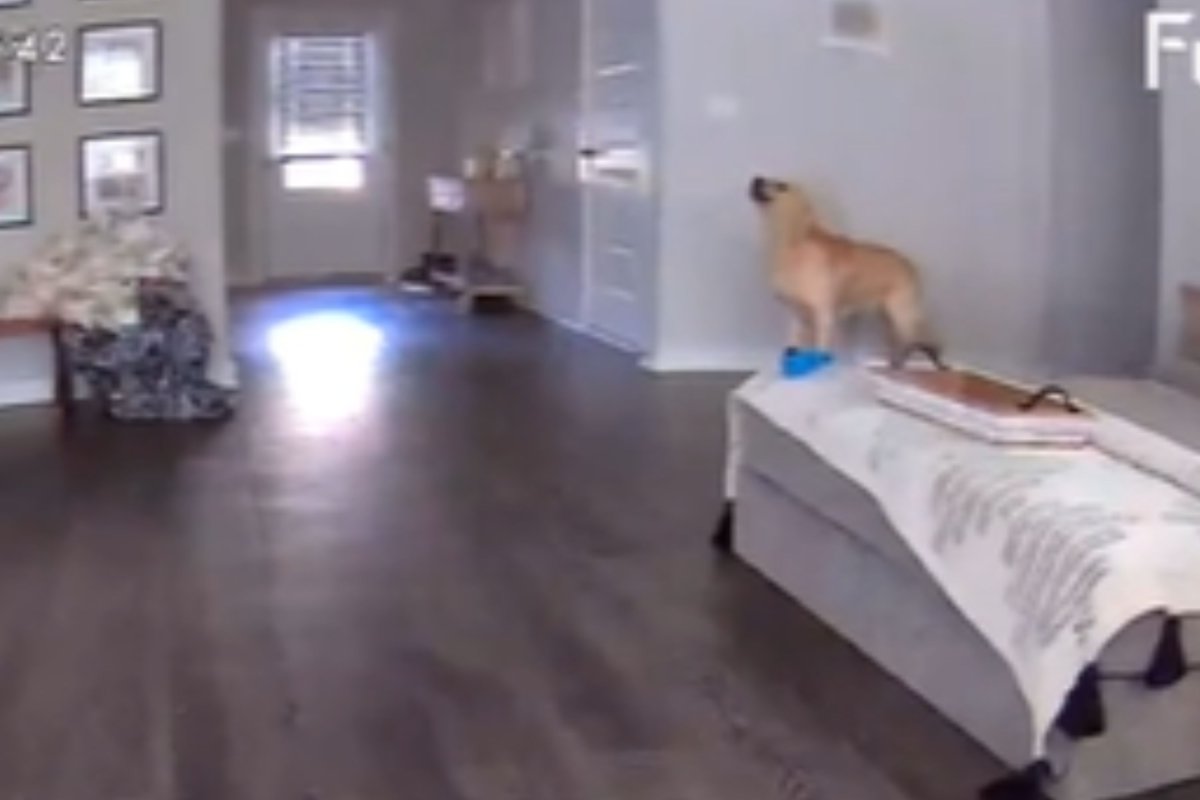 Dog howling while home alone