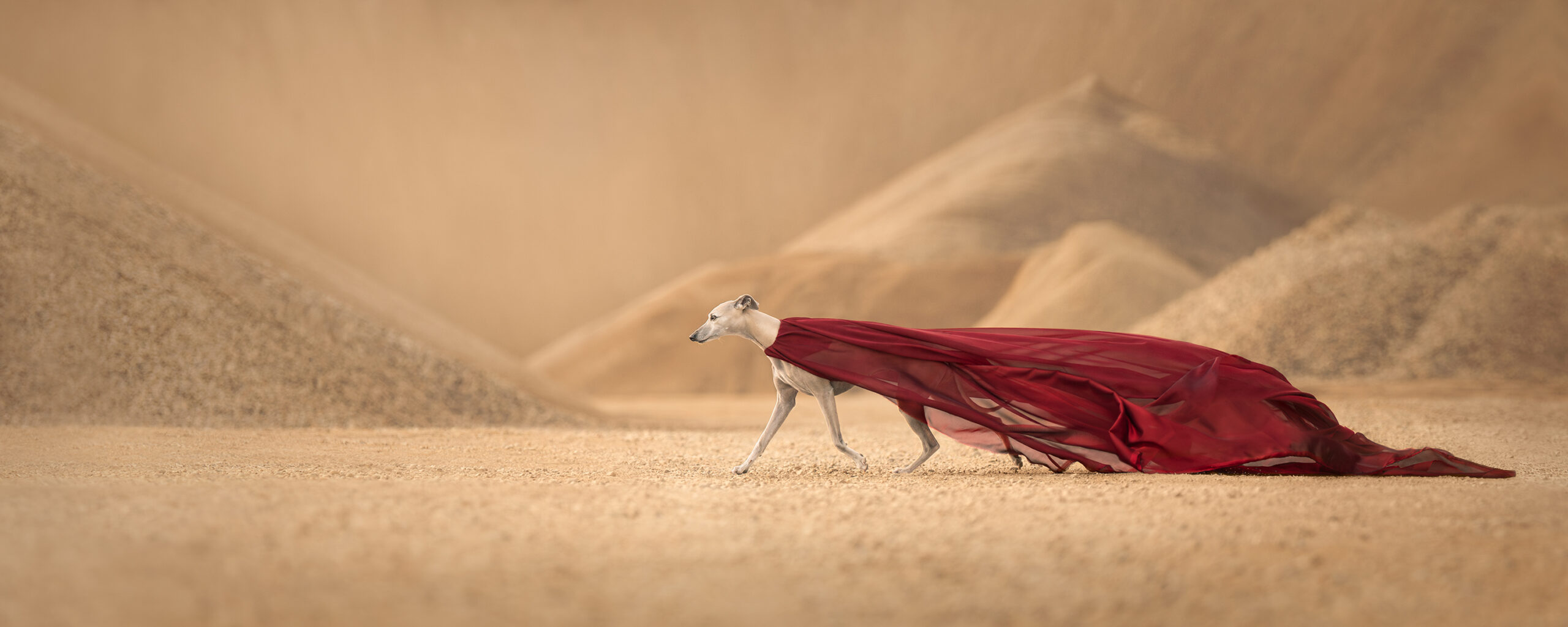 a white skinny dog in a red cape in sand