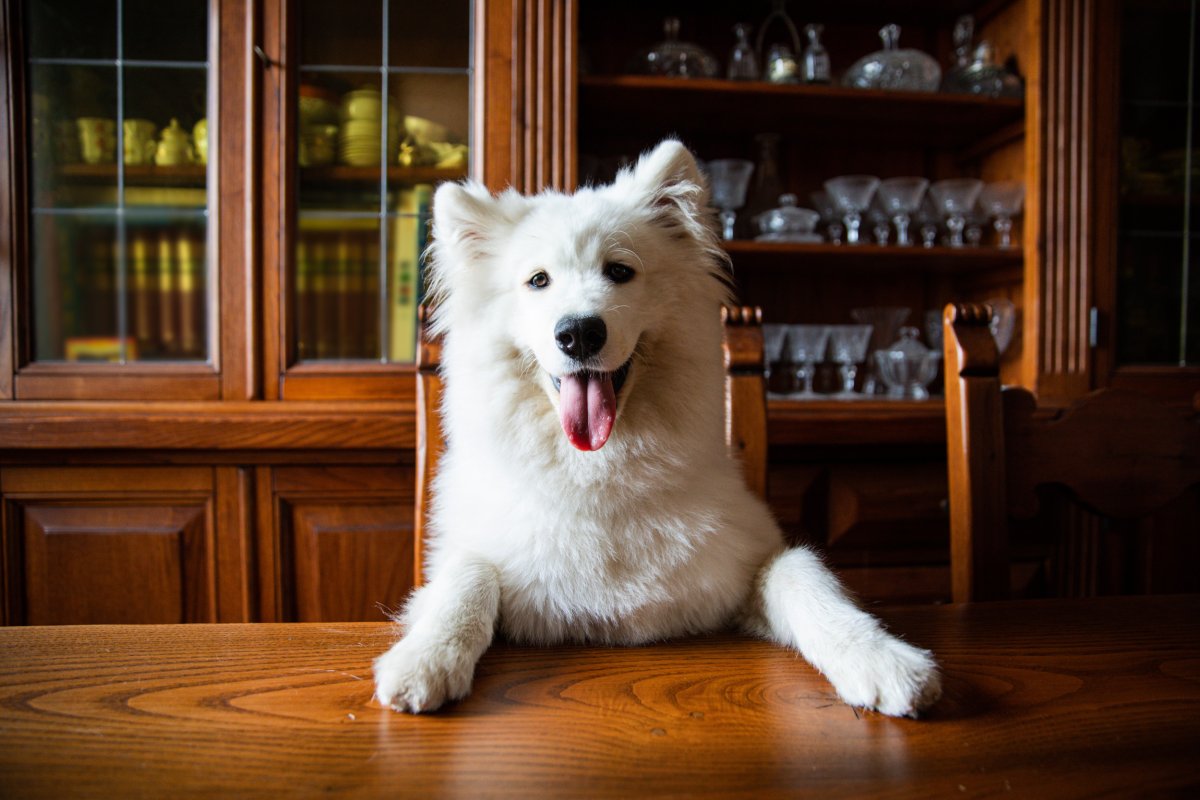 dog sitting at a table