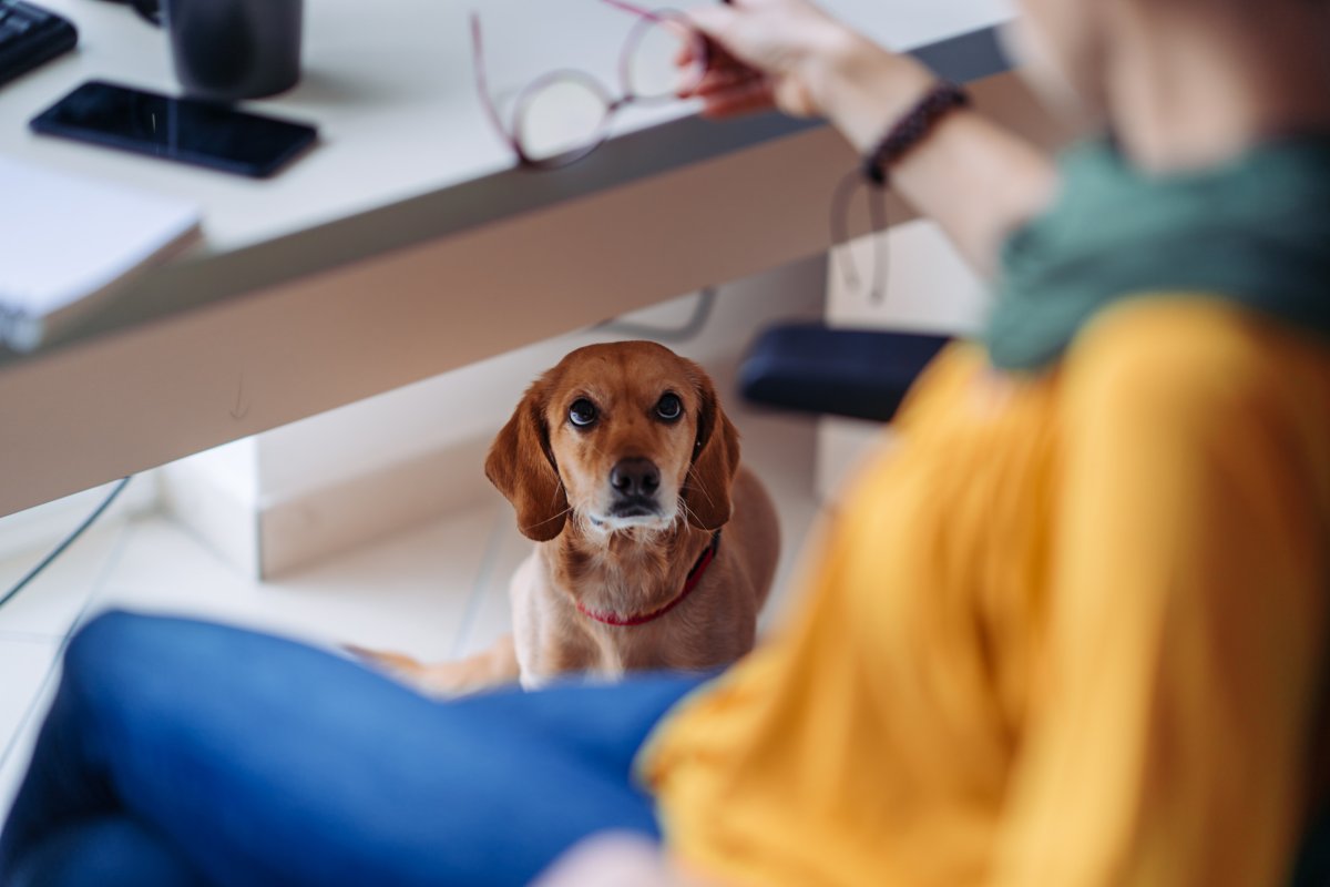 dog under a desk