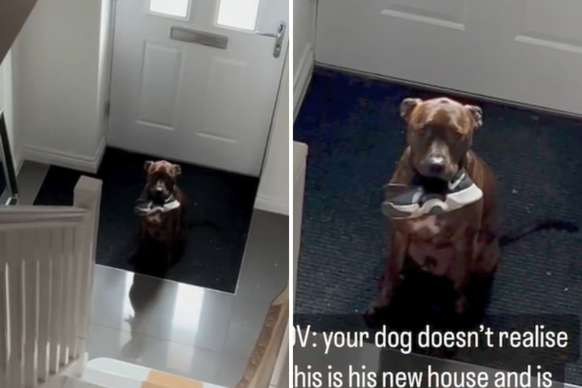 Dog waiting to leave home