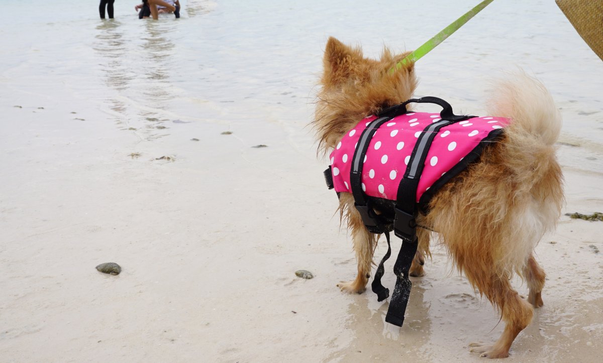 dog wearing life jacket