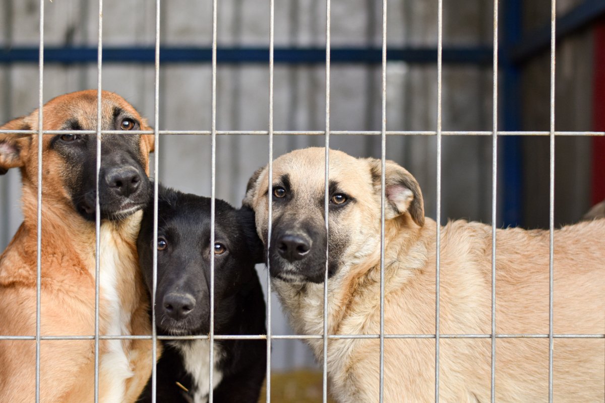 Dogs in cage at shelter. 