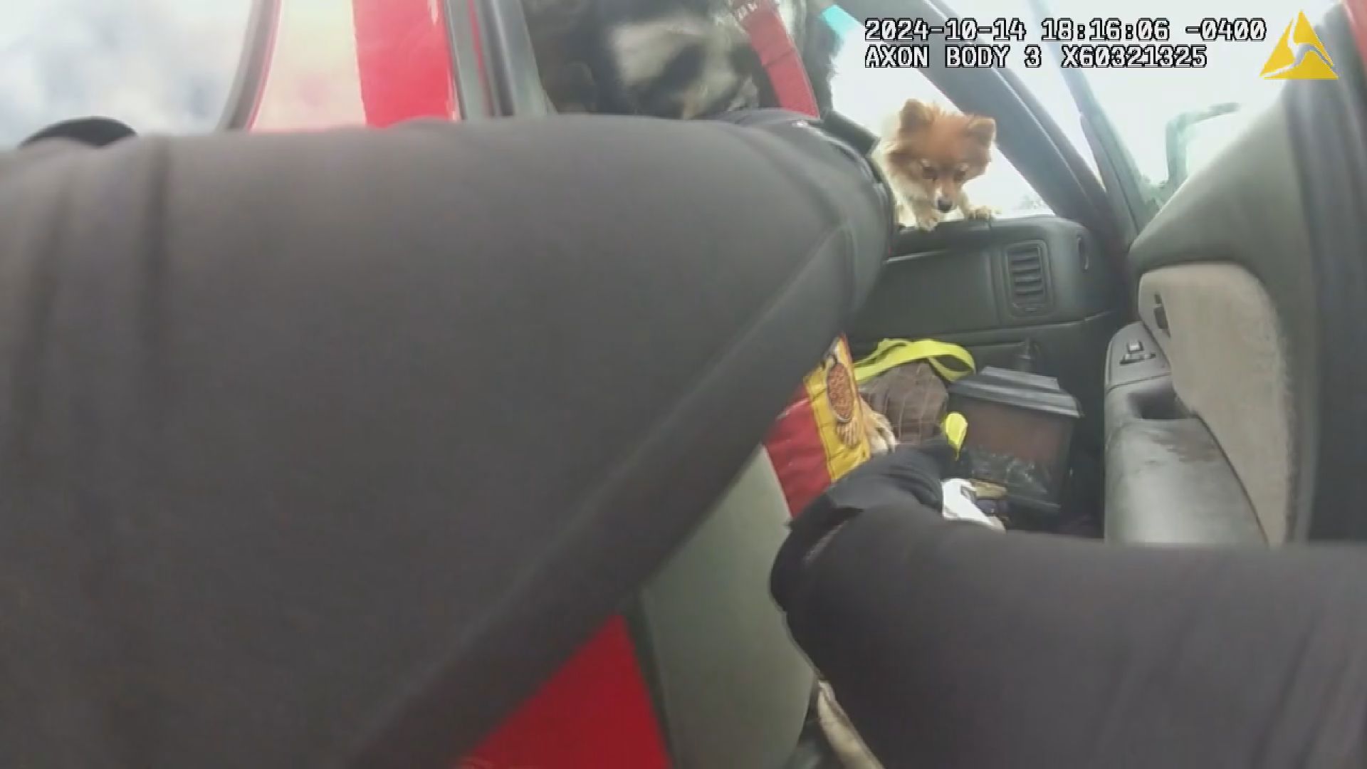 The situation was brought to the authorities' attention when someone saw the dogs piled up in a red Chevy Silverado in a Dollar Tree parking lot in Walker.