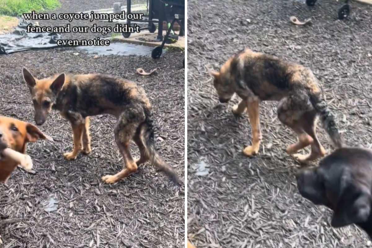 Foster dog looks like coyote