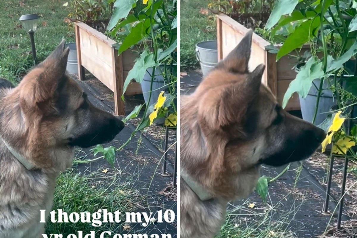 German shepherd looking at bumblebee