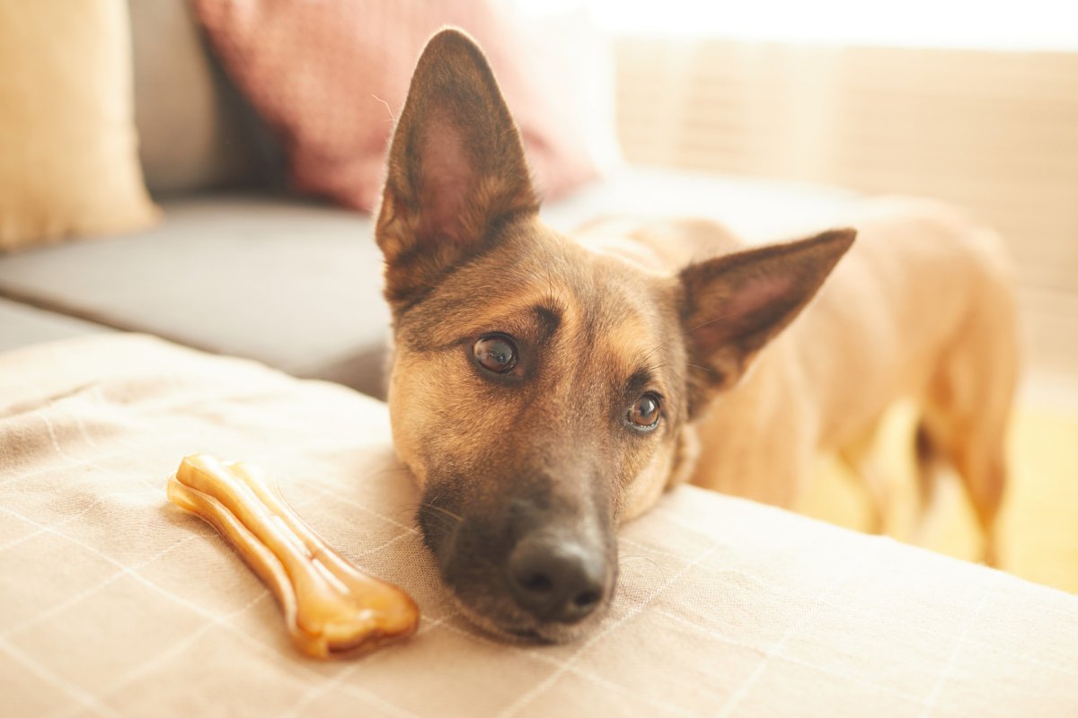 German shepherd with treat