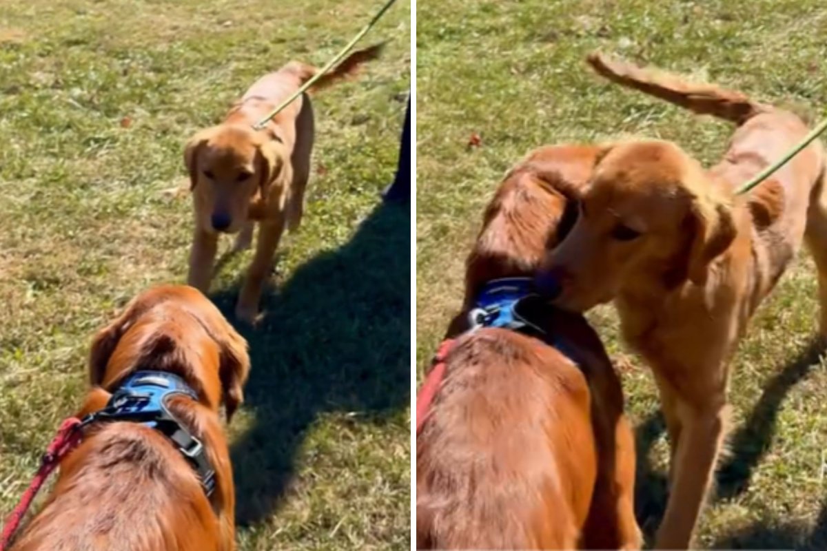 Golden retriever brothers meeting