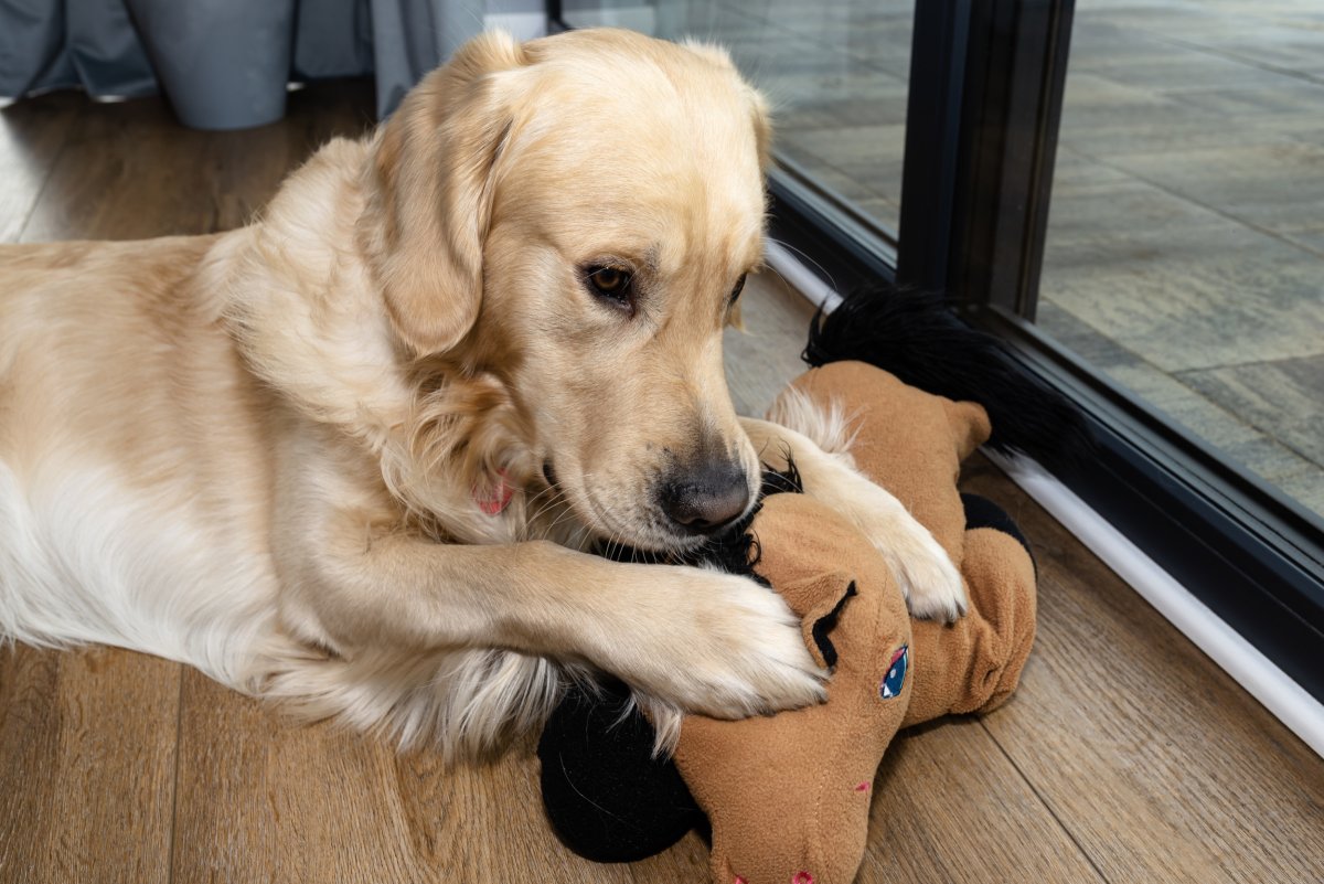 Golden retriever chewing on doll toy.