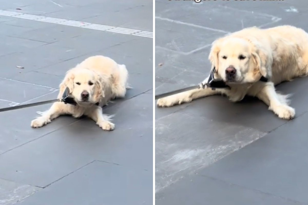 Golden retriever getting pulled