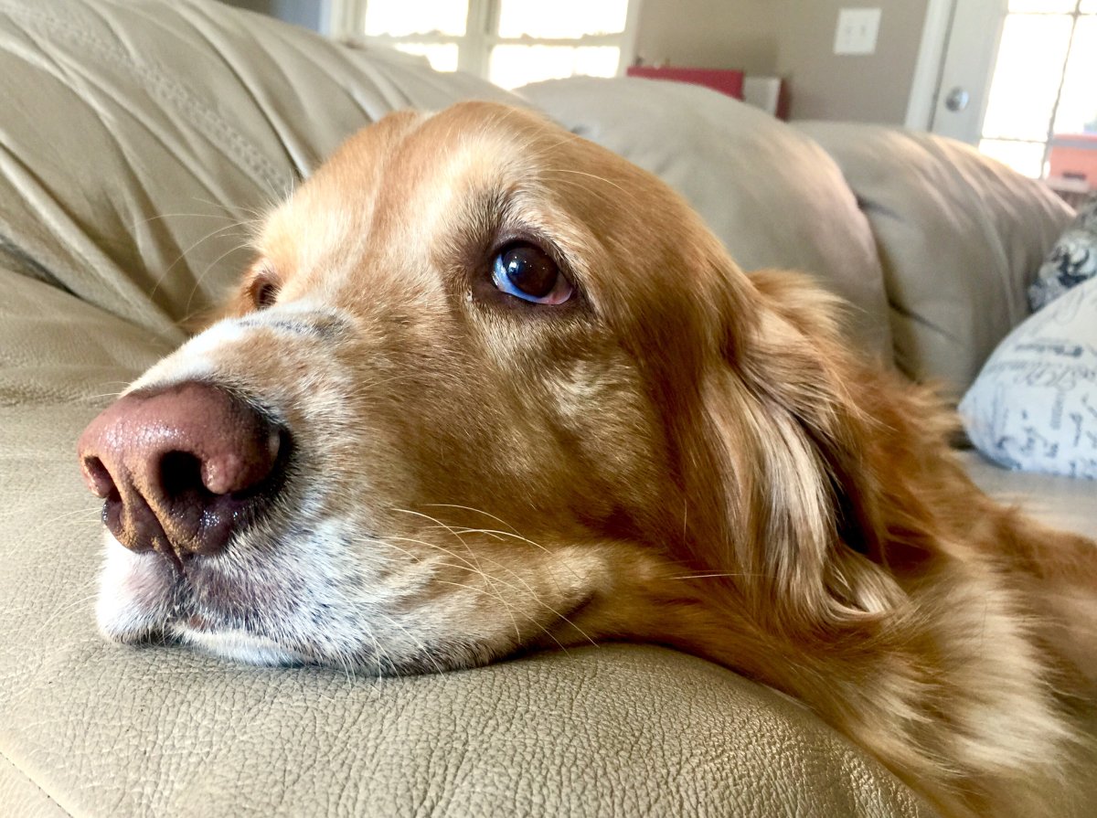 Golden Retriever Sits On Couch