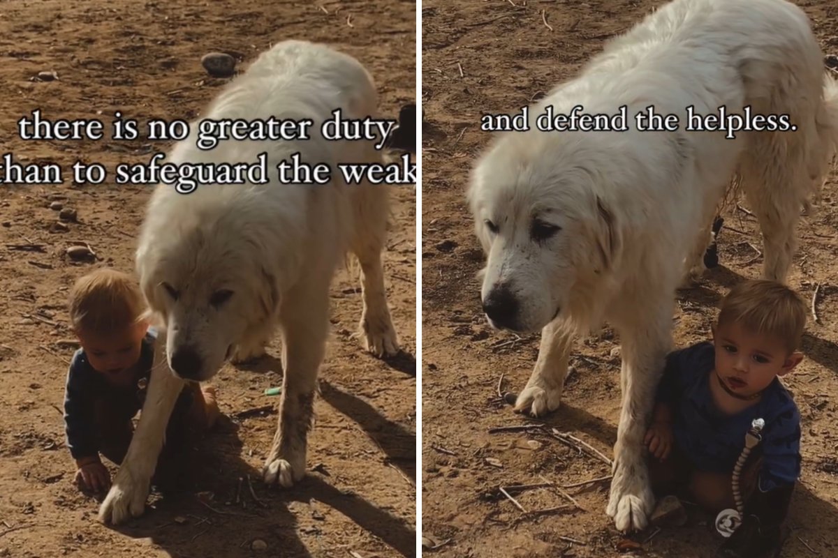 Great Pyrenees protecting child